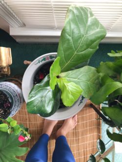 Green Benefits that Will Turn You Into a Plant Lady